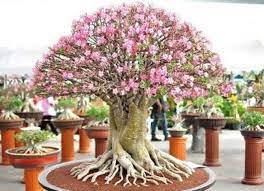Tanaman hias memang menjadi tumbuhan yang banyak diincar. 6 Jenis Tanaman Hias Akar Yang Bisa Dijadikan Bonsai