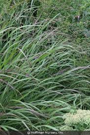 Image result for Panicum hochstetteri