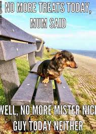 Pin On Dachshund Dog Memes
