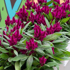 Image result for Celosia