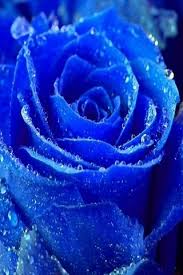 Iphone 5 Blaue Rose Hintergrund Lade Auf Dein Handy Von Phoneky Herunter Finde hier eine riesige bildauswahl an blauen hintergründen zum.