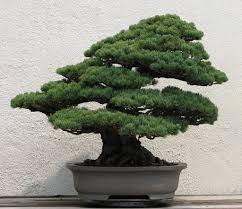 Keeping a bonsai tree alive is not a difficult task, but there are a few things you should be aware of. How To Make A Bonsai Tree Bonsai Tree Gardener