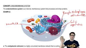 Endomembrane System Overview