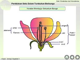 Contoh soalan peperiksaan, skema jawapan, teknik / cara menjawab. Chapter 4 Reproduction And Growth 4 1 Gamete