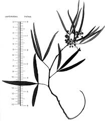 Image result for Searsia lancea