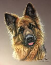Berger Allemand German Sherped Peintures De Chien Dessin De Chien Berger Allemand