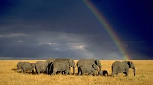 Best 44 Wildlife Wallpaper On Hipwallpaper Wallpaper Wildlife Animals Wildlife Wallpaper And Wildlife Different Wallpaper Wildlife nature wallpapers we have about (1,472) wallpapers in (1/50) pages. wildlife wallpaper on hipwallpaper