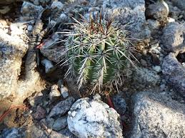 Image result for Cavacoa aurea