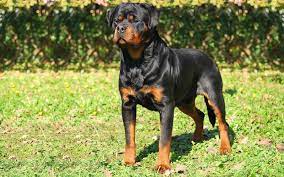 Akc champion rottweiler puppies, both parents are health tested, beautiful great temperament strong play prey drive, great. 8 Motorbikes Ideas Harley Davidson Bikes Harley Davidson Dyna Custom Harleys