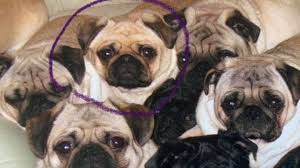 Check out our breed information page! Paul O Grady Appeals For Help For Kent Owner S Stolen Pug Bbc News