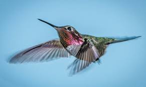 An anna's hummingbird perches in a yard in boise, idaho. Hummingbirds Generate A Buzz The San Diego Union Tribune