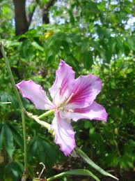 Image result for Bauhinia macrantha