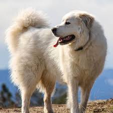 Livestock guardian dog breeds similar to polish tatra sheepdogs. Great Pyrenees Dog Breed Information Pictures More