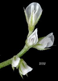 Image result for Vernonia hirsuta