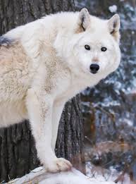 Other than hunting to eat, wolves are usually not aggressive. International Wolf Center On Twitter Around This Time Of Year Wolves Begin Producing A Hormone Called Prolactin This Promotes Nurturing Behaviors Toward Pups That Will Be Born In April May And Encourages Wolves
