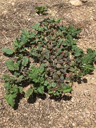 Image result for Boerhavia erecta