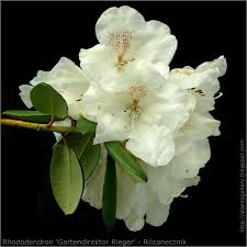 Rhododendron Gartendirektor Rieger Rozanecznik Plant Leaves Plants Perennials