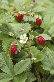 Image result for Wild Strawberry 1990 Tracer