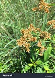 Image result for Cyperaceae