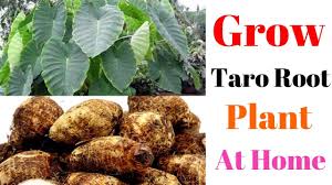 Select a healthy taro plant and dig up the whole thing. Grow Taro Root Plant At Home With Result Update Youtube