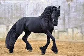 sirtina binip bu diyarlardan kacmak isteyeceginiz 10 at cinsi friesian siyah alaca at atlar