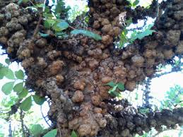 Fruit of the month : Gall Insect An Overview Sciencedirect Topics