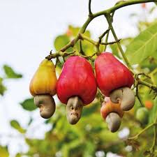 Cashew Nut Anacardium Buy Plants Online Pakistan Online Nursery