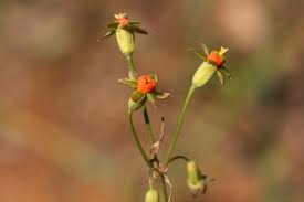 Image result for Tulbaghia alliacea