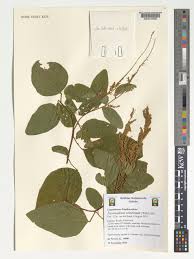 Image result for Polhillides