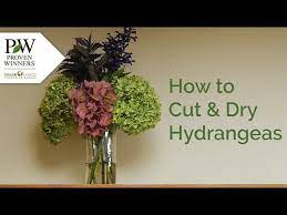 Check spelling or type a new query. How To Cut And Dry Your Hydrangea Youtube