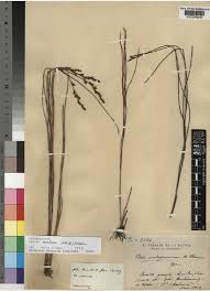 Image result for Platycaulos