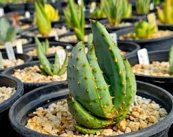 Image result for Aloe excelsa
