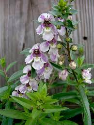 Image result for Angelonia