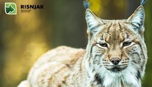 Ris, životinja po kojoj je risnjak dobio ime, praktički je istrijebljen s ovog područja još u 19. Risnjak Hrvatski Nacionalni Park Najnovije Vijesti