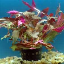 Image result for Ranalisma