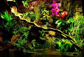 I Really Hope That My Future Frog Or Chameleon Are Happy In This Paludarium That I Want To Copy And Crea Tropical Terrariums Terrarium Plants For Sale Vivarium