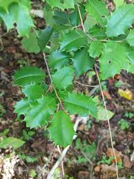 Image result for Aquifoliaceae