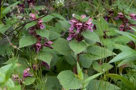 Image result for Ocimum lamiifolium