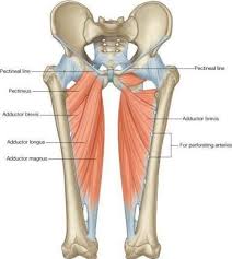 We did not find results for: Hip Adductors Muscles In Human Body