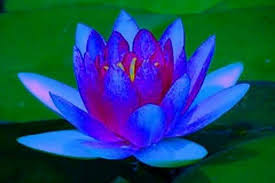Pin By Mary Edwards On My World Is Blue Blue Lotus Flower Lotus Flower Meaning Blue Lotus