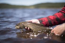 See more of les mordus de la truite on facebook. Les Secrets De La Peche A La Truite Grise Sepaq