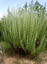 Image result for Artemisia afra