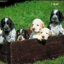 This will absolutely light up your life… and make you want to add one to your family. Puppyfind English Cocker Spaniel Puppies For Sale