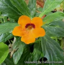 Image result for Pterodiscus aurantiacus