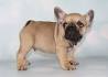 9 Best Blue fawn French bulldog images | Blue fawn french ...