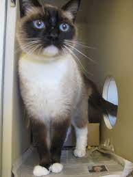 Siamese Cat Mix British Shorthair