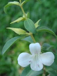 Image result for Barleria capitata