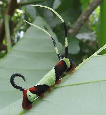 Pin By Bert Nielen On Tirtil Beautiful Bugs Weird Animals Bugs And Insects