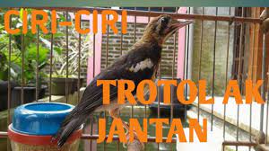 Ciri Ciri Burung Trotol Anis Kembang Jantan Youtube