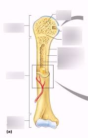 Labeling portions of a long bone. Labeling Long Bone Diagram Quizlet